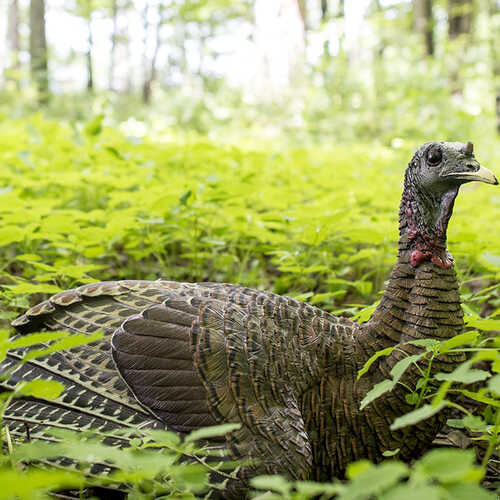 Avian-x Lcd Laydown Hen Decoy