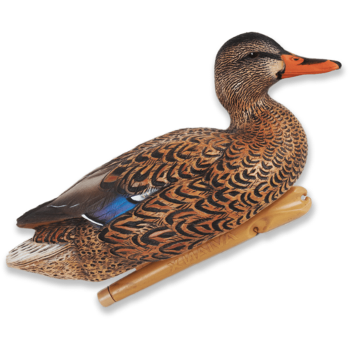 Avian X Avx-psh-mhsf Mallard Hen Species Multi-color